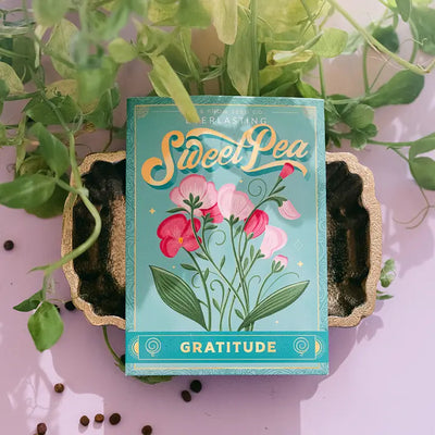 Everlasting Sweet Pea (Gratitude) - Floriography Seed Packet