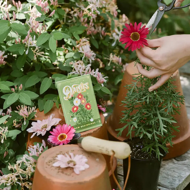 Painted Daisies (New Beginnings) - Floriography Seed Packet