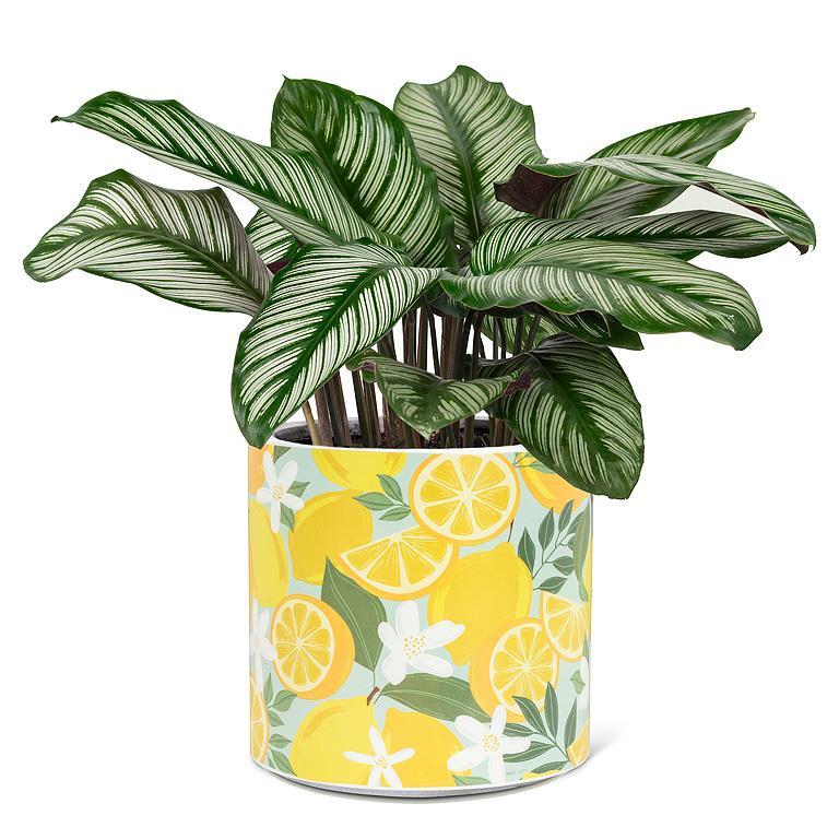 Large Lemons & Blossoms Planter