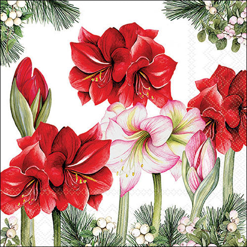 Blooming Amaryllis -Luncheon Size