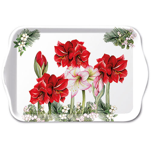 Tray- Blooming Amaryllis