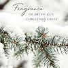 Frasier Fir Pine Needle Reed Diffuser