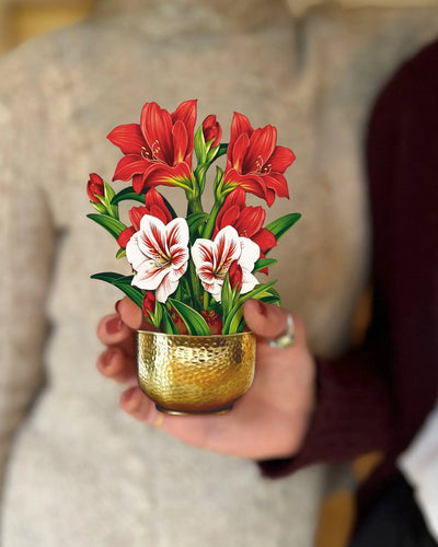 Mini Christmas Scarlet Amaryllis Pop-up Greeting Card