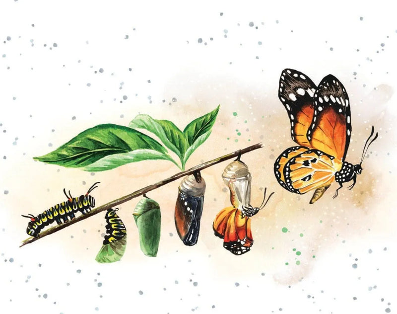 Enclosure Card Metamorphosis
