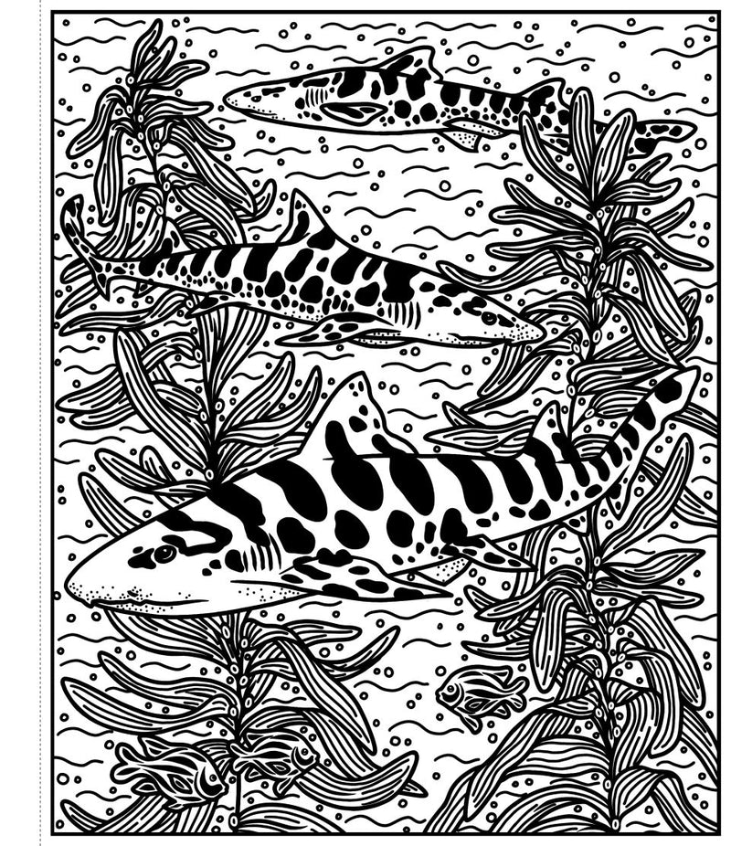Sharks Magic Painting Book