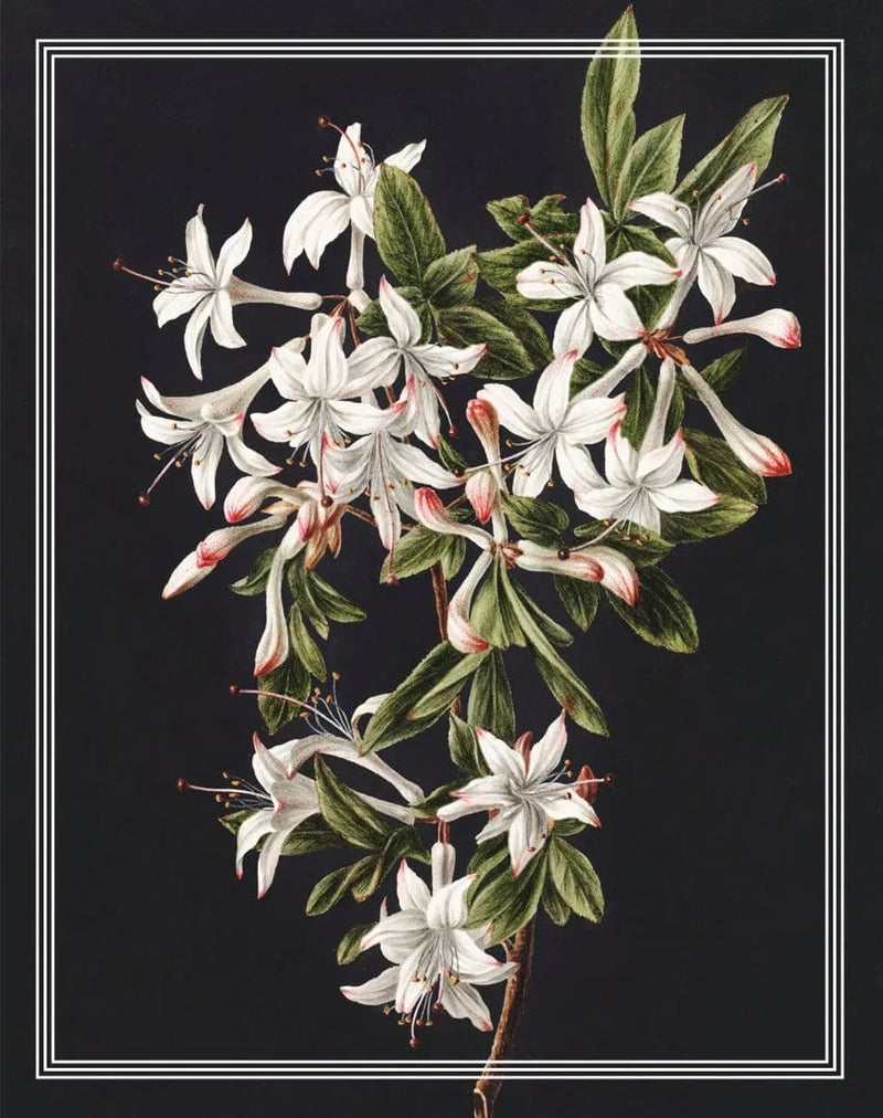 Efflorescent Enclosure Card