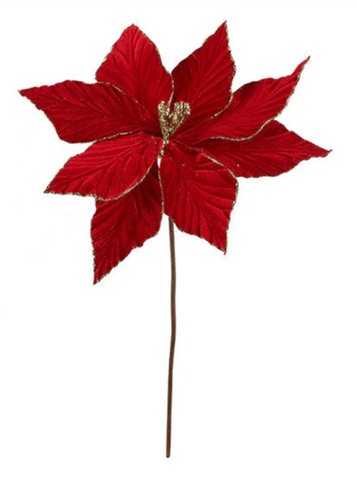 Velvet Poinsettia with Gold Edges