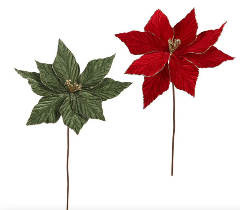 Velvet Poinsettia with Gold Edges