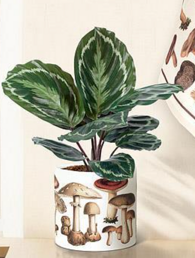 Large Botanical Mushroom Planter