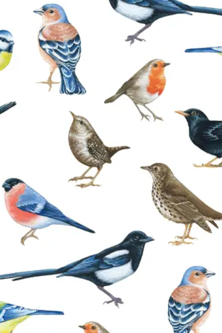 Birds Tissue Pack