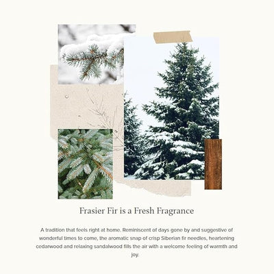 Frasier Fir Heritage Small Pine Needle Luminary - Lemon And Lavender Toronto