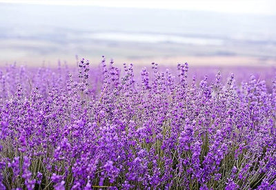 Lavender Blossoms - Lemon And Lavender Toronto