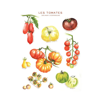 Les Tomatoes - KITCHEN LINEN - Lemon And Lavender Toronto