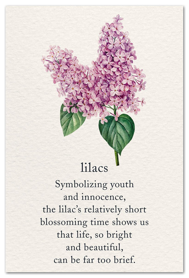 Lilacs Card - Lemon And Lavender Toronto