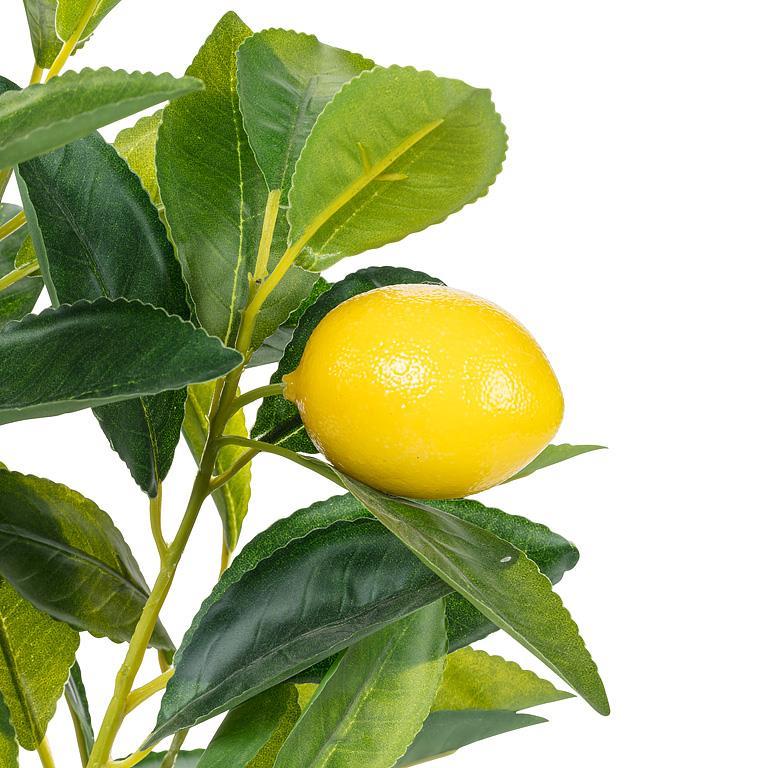 Mini Lemon Tree - Lemon And Lavender Toronto