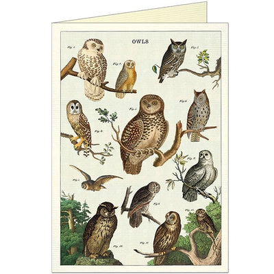 Owl Chart Greeting Card - Lemon And Lavender Toronto
