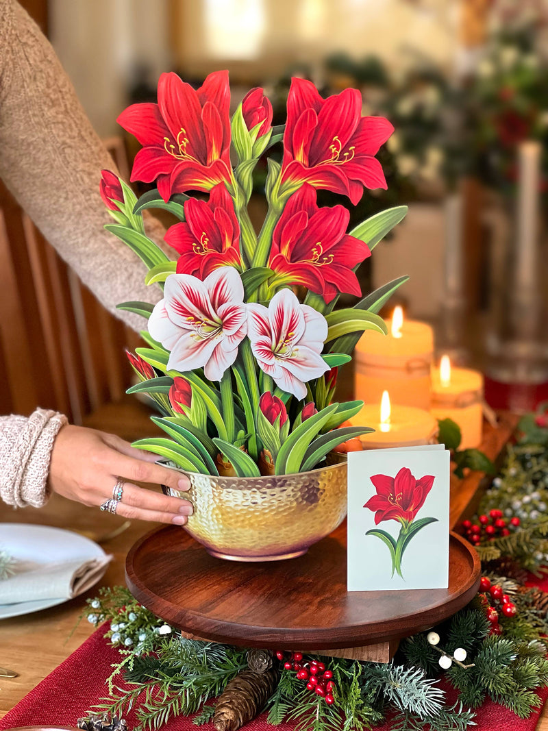 Scarlet Amaryllis Pop - up Greeting Card - Lemon And Lavender Toronto