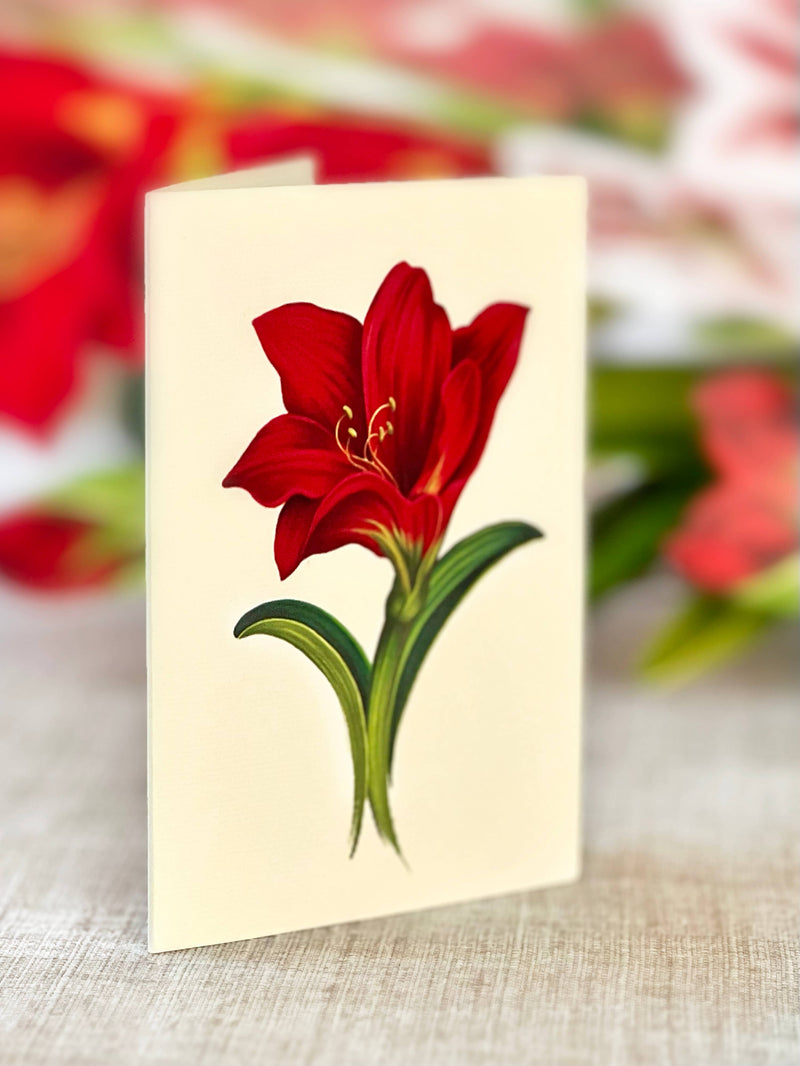 Scarlet Amaryllis Pop - up Greeting Card - Lemon And Lavender Toronto