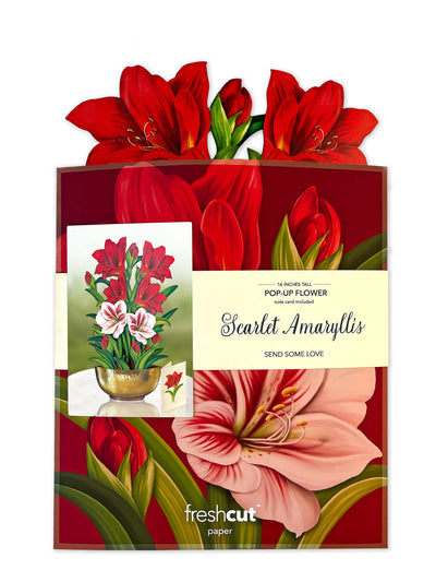 Scarlet Amaryllis Pop - up Greeting Card - Lemon And Lavender Toronto