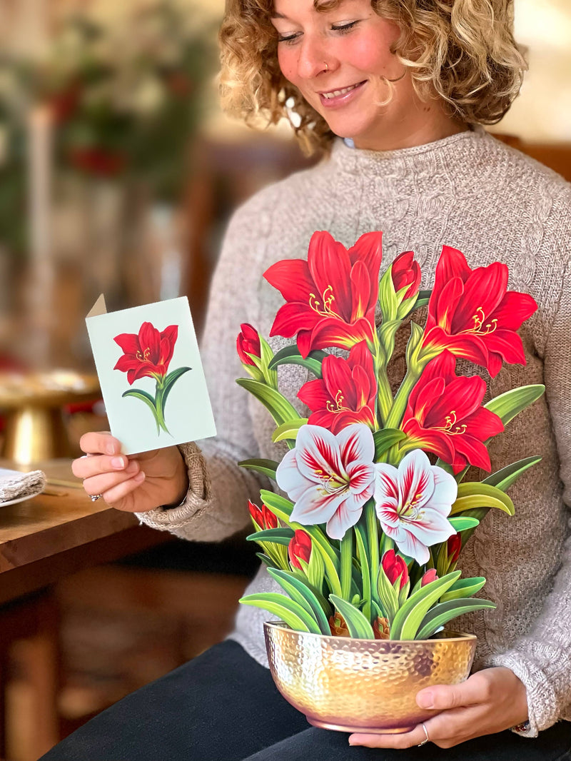 Scarlet Amaryllis Pop - up Greeting Card - Lemon And Lavender Toronto