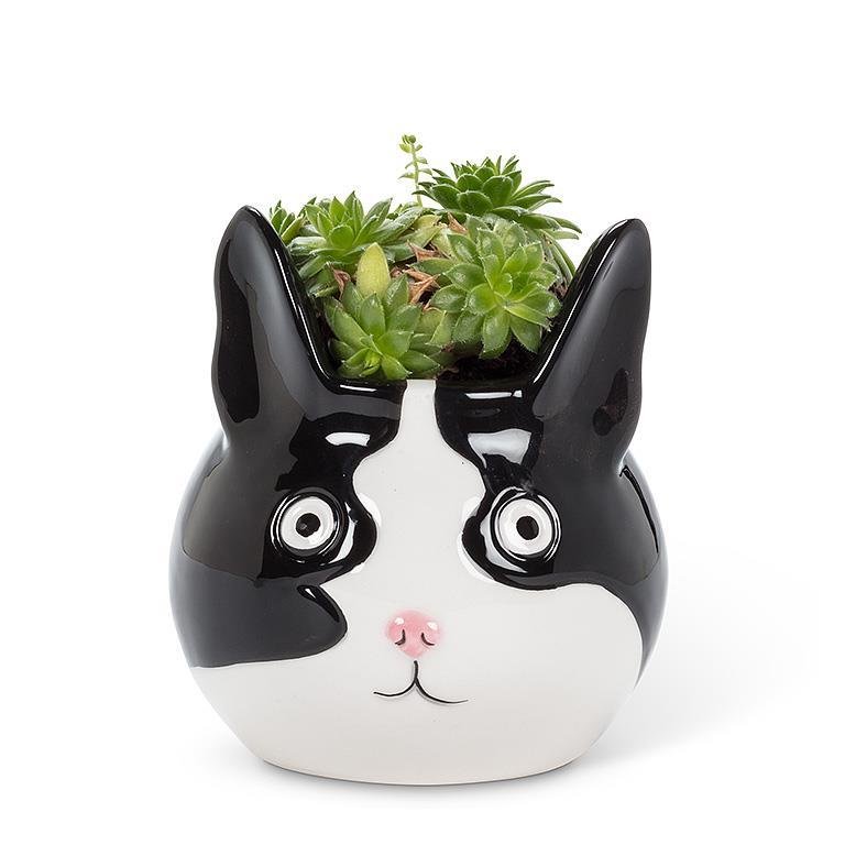 Small Cat Head Planter - Lemon And Lavender Toronto