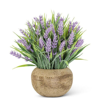 Small Flowering Lavender Plant Pot - Lemon And Lavender Toronto