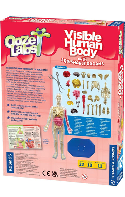 Thames & Kosmos Ooze Labs: Visible Human Body with Squishable Organs - Lemon And Lavender Toronto