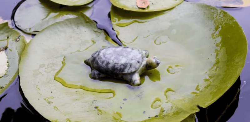 Turtle Soapstone Sculpture Carving DIY - Made in Canada - Lemon And Lavender Toronto