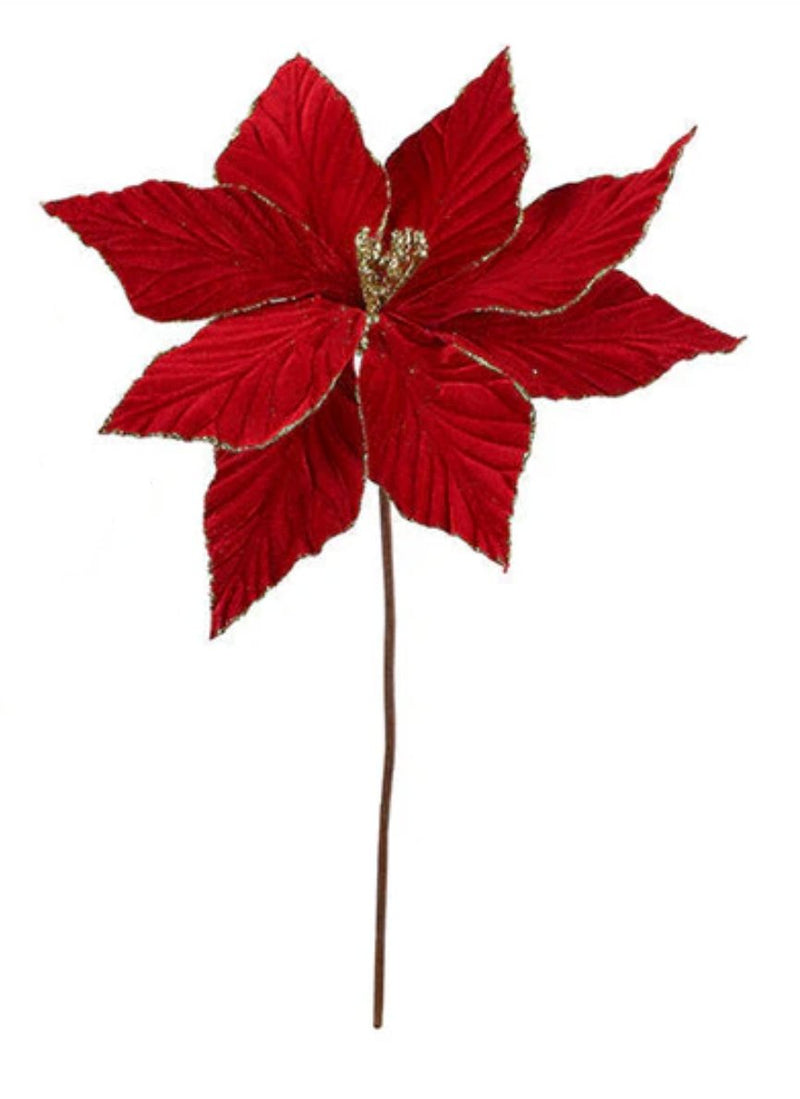 Velvet Poinsettia with Gold Edges - Lemon And Lavender Toronto