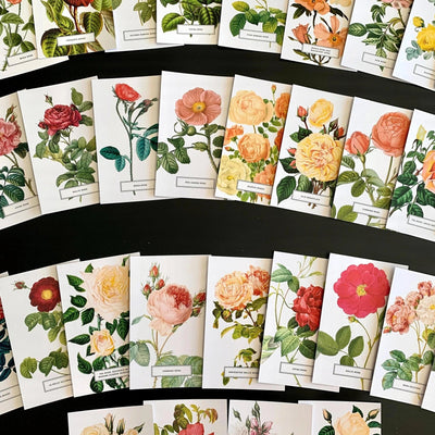 Vintage Style Botanical Rose Postcards Prints - Set of 10 Assorted - Lemon And Lavender Toronto