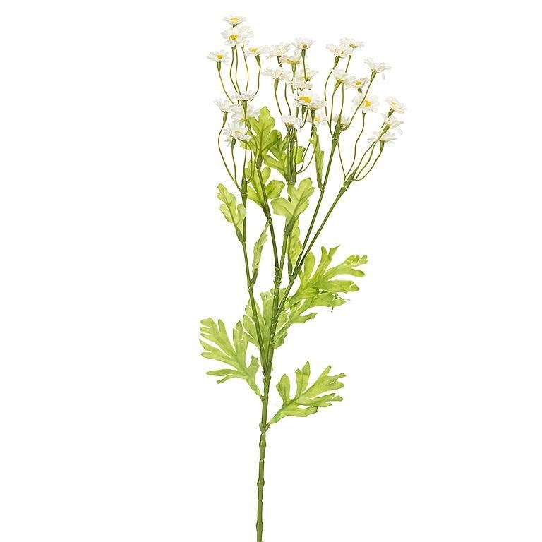 Camomile Flower Stem - Lemon And Lavender Toronto