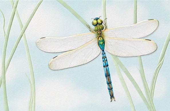 Green Darner Greeting Card - Lemon And Lavender Toronto