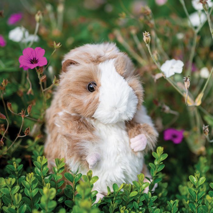 Guinea Pig Plush Character - Lemon And Lavender Toronto