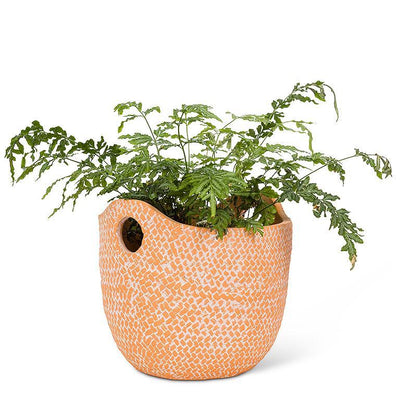 Large Woven Planter with Handles - Lemon And Lavender Toronto
