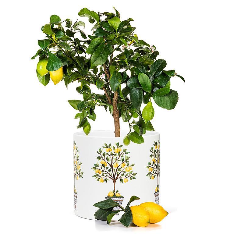 Lemon Tree Large Planter - Lemon And Lavender Toronto