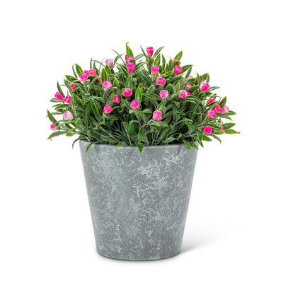 Pink Flowering Plant Pot - Lemon And Lavender Toronto