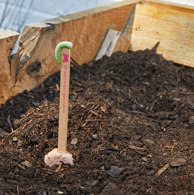 Seed Pops - Pollinators ( Sold Individually) - Lemon And Lavender Toronto