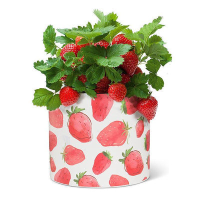 Strawberries Large Planter - Lemon And Lavender Toronto