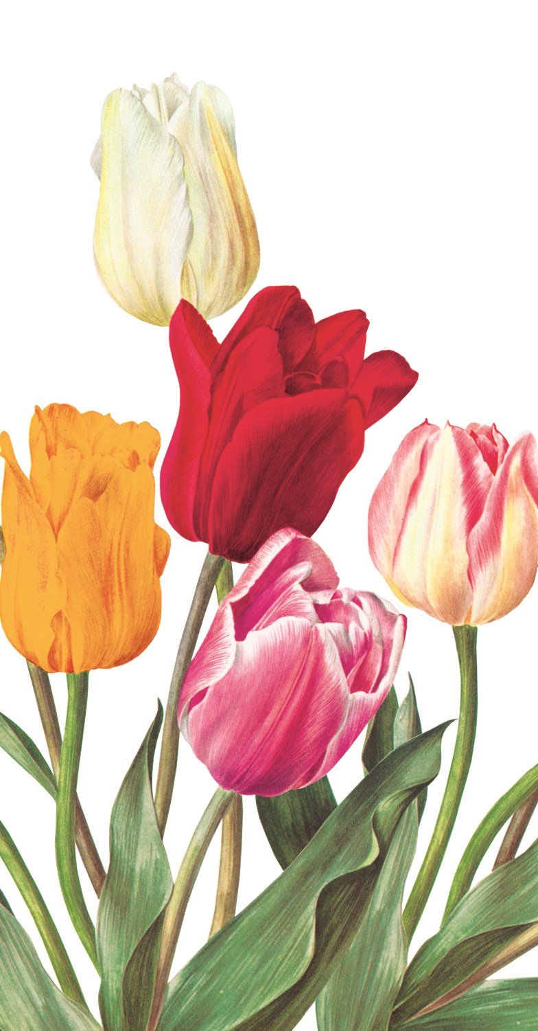 Tulips HOSTESS Napkins - Lemon And Lavender Toronto