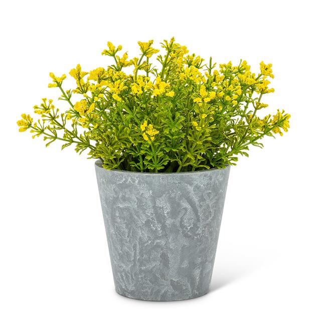 Yellow Flowering Plant Pot - Lemon And Lavender Toronto